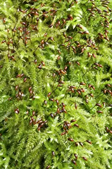 Stalked: Rough-stalked Feather-moss - Brachythecium rutabulum