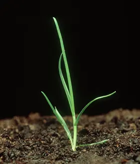 Sprouting: Rough-stalked meadow grass seedling