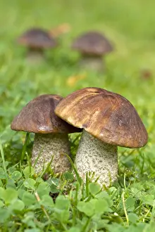 110219: Rough-stemmed bolete (Leccinum scabrum)
