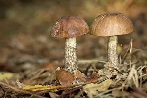 Toadstools: Rough-stemmed / Brown Birch Bolete / Scaber