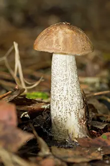 Toadstools: Rough-stemmed / Brown Birch Bolete / Scaber