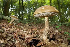 Toadstools: Rough-stemmed / Brown Birch Bolete / Scaber