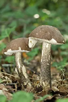 Toadstools: Rough-stemmed / Brown Birch Bolete / Scaber