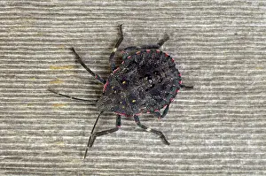 Stink: Rough Stink Bug