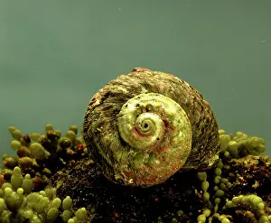 Turban: Rough / Sydney Turban Shell