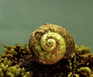 Sydney: Rough or Sydney turban shell (Turbo torquatus)