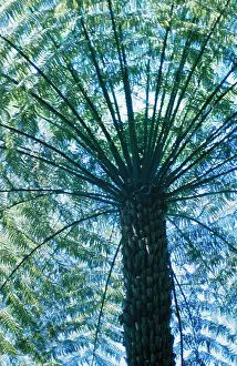 Cyathea: ROUGH TREE FERN, viewed from below