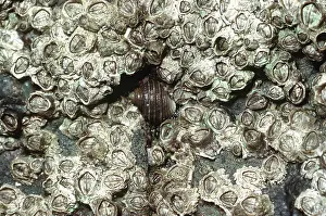Shellfish: Rough Winkle - among barnacles