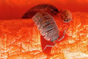 Woodlice: Rough Woodlouse -