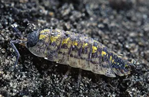Woodlouse: Rough Woodlouse