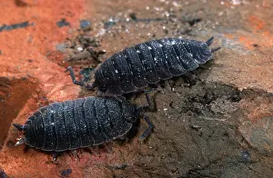 Woodlouse: Rough Woodlouse