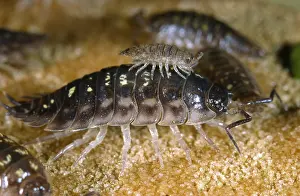 Woodlouse: Rough Woodlouse
