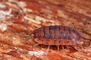 Woodlouse: Rough Woodlouse