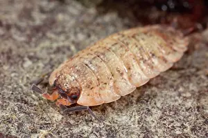Woodlouse: Rough Woodlouse