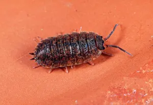Segment: ROUGH WOODLOUSE - red mottled variety
