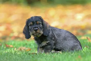 Dachshund: Roughhaired dachshund (Canis lupus familiaris) Puppy