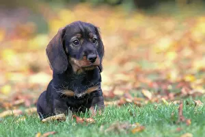 Dachshund: Roughhaired dachshund (Canis lupus familiaris) Puppy