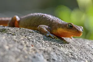 Sunning: A Roughskin Newt (Taricha granulosa) sunning itself on a rock