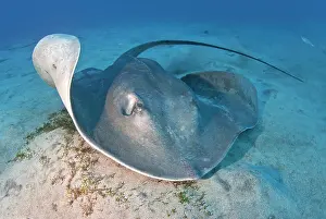 Dasyatis: Roughtail stingray (Dasyatis centroura) on the bottom