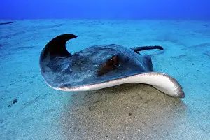 Dasyatis: Roughtail stingray (Dasyatis centroura) swimming