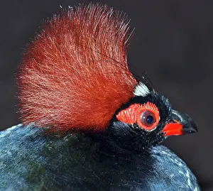 Rollulus: Roul-Roul Partridge / Crested Wood Partridge - Male