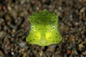 Cornuta: Round-belly Cowfish