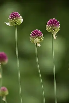 Leeks: Round-headed leek