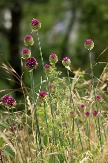 Leeks: Round-headed leek