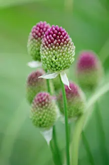 Leeks: Round-headed leek - much loved by bees