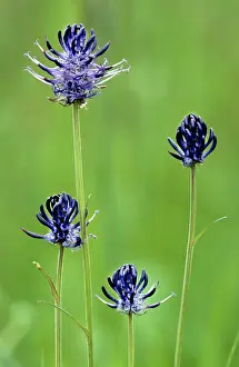 Rampion: Round-headed Rampion