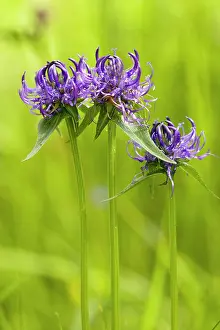 Rampion: Round-headed Rampion - rare in UK on chalk grassland