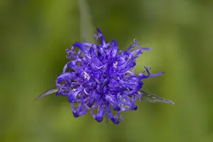 190219: Round-headed Rampion - single flower - Hohe Tauern