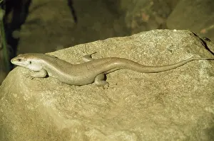 Mauritius: ROUND ISLAND SKINK - ON ROCK