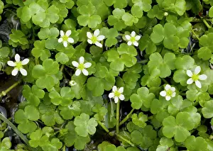 Crowfoot: Round-leaved Crowfoot - in wet hollow