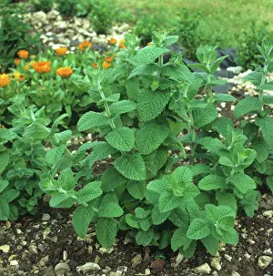 Aromatic: Round-leaved mint