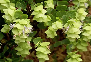 Origanum: Round-leaved Oregano in the wild (also grown as