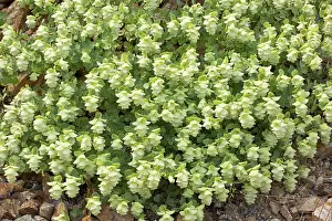 Origanum: Round-leaved Oregano in the wild in Turkey (also