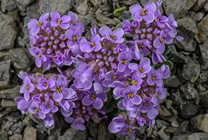 Cress: Round-leaved Penny-cress, Noccaea rotundifolia