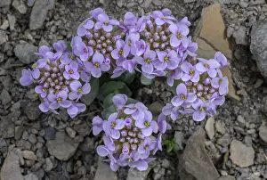 Cress: Round-leaved Penny-cress, Noccaea rotundifolia