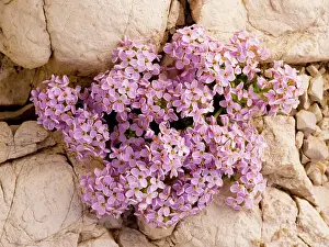 Subsp: Round-leaved Pennycress - on dolomite scree in the Dolomites