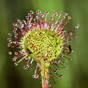 Drosera: Round-leaved Sundew