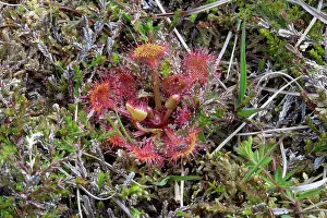 Sundew: Round Leaved Sundew