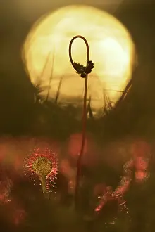 Sticky: Round-leaved Sundew