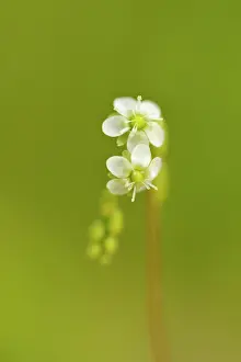 Sundew: Round-leaved Sundew