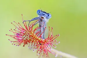 Sundew: Round-leaved Sundew