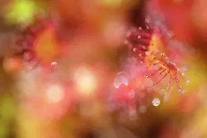 Capturing: Round-leaved Sundew