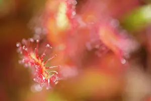 Capturing: Round-leaved Sundew