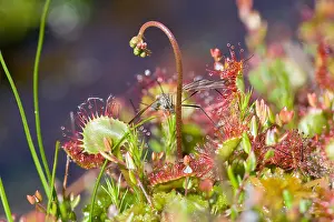 Sundew: Round-leaved sundew (Drosera rotundifolia) with