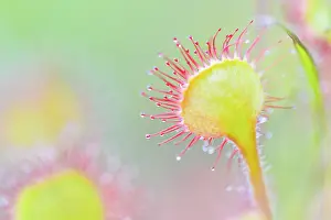 Sundew: Round-leaved Sundew (Drosera rotundifolia), Auvergne