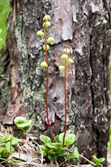 Rotundifolia: Round-leaved wintergreen